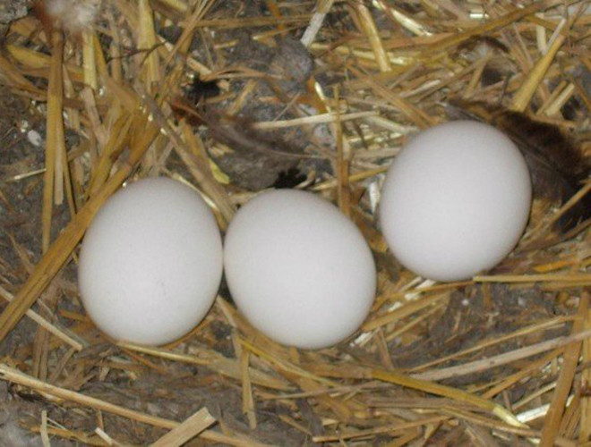 Vào mùa sinh sản, thú mỏ vịt cái sẽ ở một mình trong những cái hang dưới lòng đất để đẻ trứng. Loài này thường đẻ từ 1-3 quả trứng và ấp trứng giữa thân người và đuôi. Khoảng 10 ngày sau, những con non nở ra với kích thước chỉ bằng một hạt đậu. Thú mỏ vịt mẹ sẽ nuôi con của mình từ 3-4 tháng đầu đời tới khi con của chúng biết bơi.