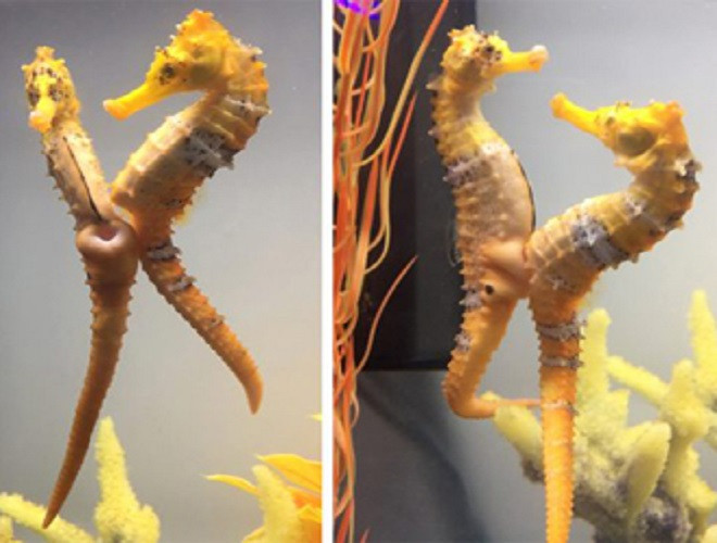 Theo đó, khi đến mùa sinh sản, sau khi kết đôi, cá ngựa cái sẽ đẻ trứng vào chiếc túi ấp (tương tự như túi của kangaroo) trước bụng cá ngựa đực. Ngay sau đó trứng sẽ được con đực phóng tinh trùng và nuôi dưỡng cho đến khi cá ngựa con phát triển hoàn toàn