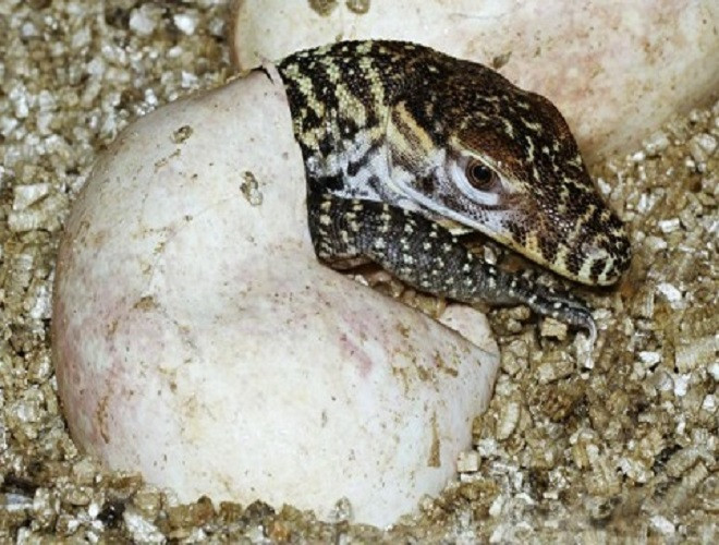 Điều thú vị là trứng của rồng Komodo dai và dính như cao su nên có thể to lên khi rồng con bên trong phát triển. Thường lúc trứng gần nở sẽ lớn hơn 50% so với lúc trứng mới đẻ.