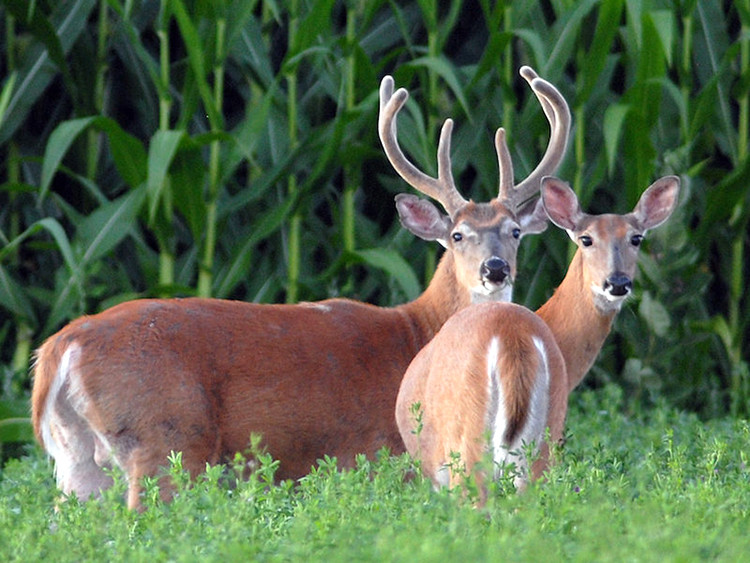 Sau đó, các trường hợp này cũng được xác nhận tại Phòng thí nghiệm Dịch vụ Thú y Quốc gia của USDA.