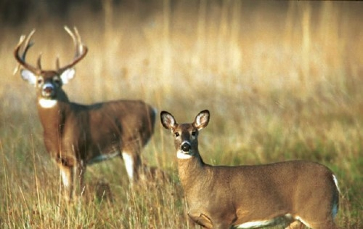 "Chúng tôi không biết những con hươu đã tiếp xúc với virus bằng cách nào. Rất có thể, chúng bị phơi nhiễm qua con người, môi trường, những con hươu khác hoặc từ một loài động vật khác", bà Lyndsay Cole - người phát ngôn của Bộ Nông nghiệp Mỹ gửi email cho Reuters để xác nhận thông tin về trường hợp hươu nhiễm COVID-19.