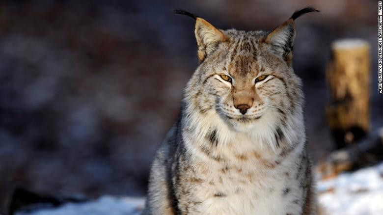 Dù đã tuyệt chủng trên khắp Trung du từ những năm 1800, linh miêu Eurasian đã xuất hiện một số quốc gia như Thụy Sĩ, Pháp, Ý, Áo và Đức, nhờ một loạt chương trình "tái sinh" từ những năm 1970.