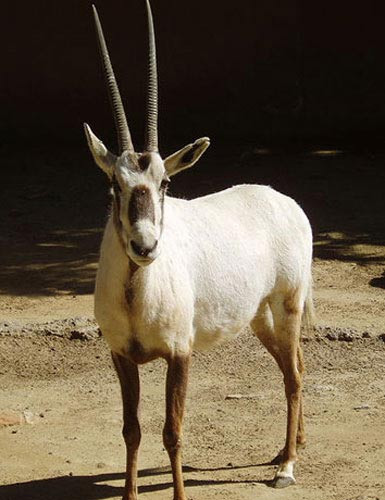 Kể từ đó, dê rừng Ả Rập đã được khoa học "hồi sinh" ở Israel, Oman, Ả Rập Saudi, Jordan và Các Tiểu vương quốc Ả Rập Thống nhất. IUCN ước tính có hơn 1200 cá thể dê rừng Ả Rập sống trong tự nhiên, với hơn 6.000 cá thể bị nuôi nhốt, đã thay đổi tình trạng của loài này từ "nguy cấp" sang "dễ bị tổn thương" vào năm 2011, cho thấy nỗ lực đem loài vật này trở lại cuộc sống đã có những sự thành công nhất định.