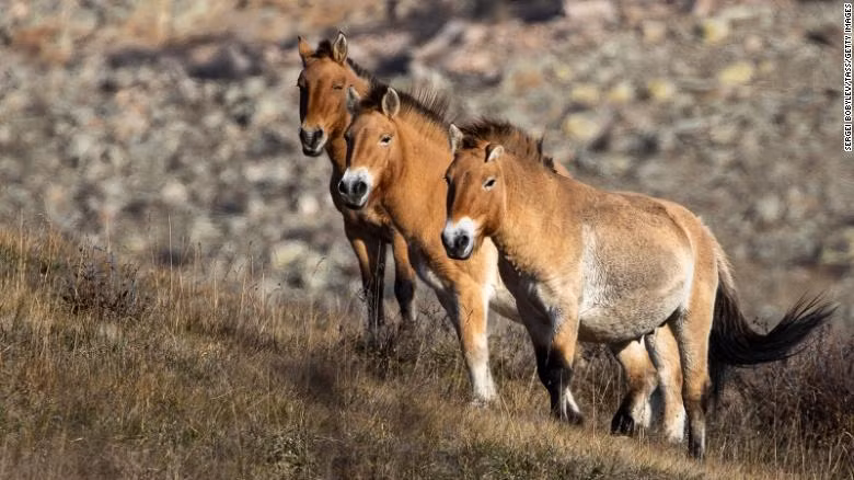 "Hồi sinh" ngựa hoang Mông Cổ (Przewalski) là một trong những trường hợp thành công nhất. Loài ngựa này đã tuyệt chủng trong tự nhiên từ những năm 1960, nhưng một chương trình nhân giống nuôi nhốt năm 1985 đã làm dấy lên hy vọng có thể đưa loài này trở lại. Năm 1992, chương trình nhân giống được khởi động lại tại Mông Cổ.