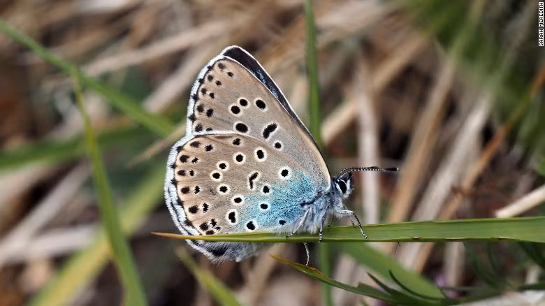 Đã tuyệt chủng ở vùng nông thôn nước Anh trong 40 năm, loài bướm xanh lớn đã được nhân giống thành công vào năm 2020. Các nhà bảo tồn đã dành 5 năm để chuẩn bị cho sự trở lại của loài bướm này tại khu vực Rodborough Common ở Gloucestershire, Tây Nam nước Anh.