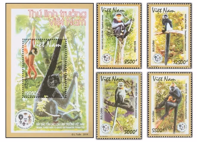 Năm 2014, bộ tem bưu chính "Thú linh trưởng Việt Nam" được phát hành, nhân Hội nghị Linh trưởng quốc tế lần thứ 25 tổ chức tại Việt Nam. Bộ tem gồm 4 mẫu tem và 1 bloc, giới thiệu 5 loài linh trưởng đặc hữu, quý hiếm của nước ta: voọc chà vá chân xám, voọc mũi hếch, voọc Cát Bà, voọc mông trắng và vượn đen tuyền Đông Bắc. Ảnh: VnPost.