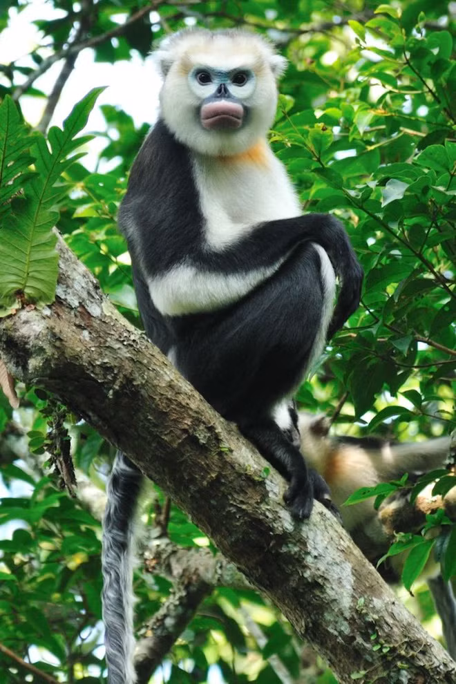 Theo Tổ chức bảo tồn động, thực vật hoang dã quốc tế (FFI), voọc mũi hếch là loài linh trưởng quý hiếm, trên thế giới ước tính chỉ còn khoảng 250 cá thể, với 4 loài. Trong đó, voọc mũi hếch với tên khoa học Rhinopithecus avunculus là loài đặc hữu ở Việt Nam, có lông màu đen, vùng đầu, ngực, bụng, mặt trong chi trước, chi sau có màu trắng, vùng cổ có mảng lông màu da cam, đuôi dài hơn thân... Tại Việt Nam, khu vực Công viên địa chất toàn cầu Cao nguyên đá Đồng Văn (Hà Giang) được xem là nơi có quần thể voọc mũi hếch lớn nhất. Ảnh: Lê Khắc Quyết.