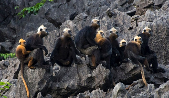  Voọc Cát Bà là loài động vật quý hiếm đặc hữu ở quần đảo Cát Bà, thuộc huyện đảo Cát Hải, TP Hải Phòng, nằm trong nhóm các loài linh trưởng có nguy cơ tuyệt chủng cao nhất thế giới. Voọc Cát Bà có tên khoa học là Trachypithecus poliocephalus, còn gọi là voọc đầu vàng, khi mới sinh có màu vàng cam, về sau mới chuyển màu như con trưởng thành. Ảnh: Trang TTĐT Vườn quốc gia Cát Bà.