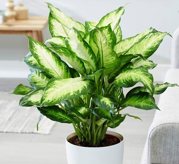  Cây vạn niên thanh. Đây là loại cây mang giá trị thẩm mỹ cao vì nó có hình dáng thân uốn lượn mềm mại. Trước ngôi nhà trồng cây vạn niên thanh sẽ giúp ngôi nhà trở nên bình yên, nhẹ nhàng hơn. Xét về mặt phong thủy, người ta thường tặng nhau cây vạn niên thanh với lời chúc sống trường thọ, gia đình êm ấm.