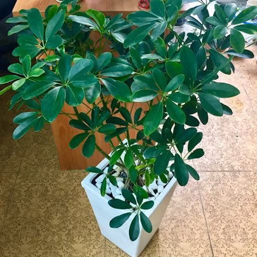  Cây ngũ gia bì. Cây ngũ gia bì là một loại cây nên chọn trồng trước cửa nhà vì có tác dụng tốt cho sức khỏe mọi người, xua đuổi côn trùng nên cây ngũ gia bì thường được lựa chọn để trồng trước cửa nhà. 