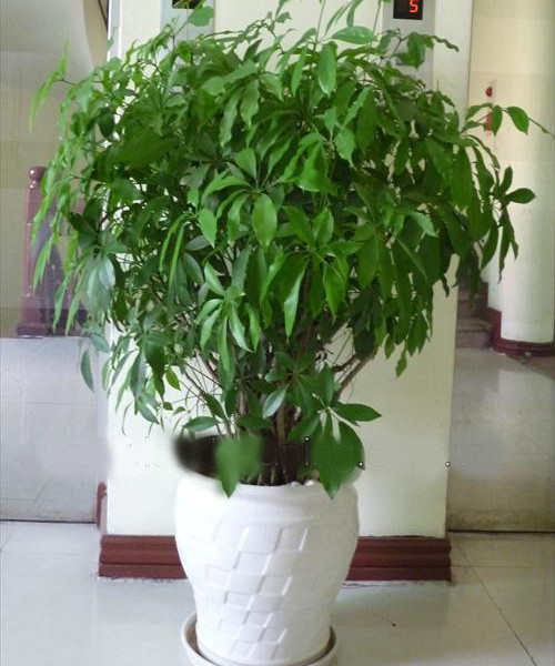 Về ý nghĩa phong thủy, đây là loại cây biểu tượng cho sự may mắn, trường thọ.