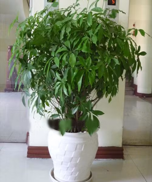 Về ý nghĩa phong thủy, đây là loại cây biểu tượng cho sự may mắn, trường thọ.