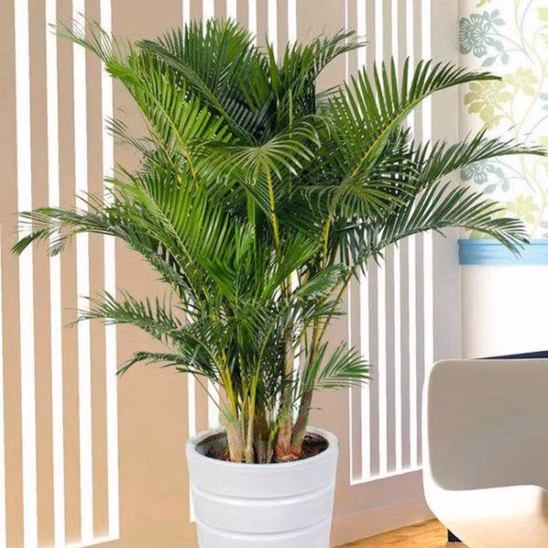 Ngoài ra, đây còn là loại cây mang ý nghĩa phong thủy tốt, giúp con cái học hành tiến tới, cha mẹ làm ăn phát triển, thuận lợi. 