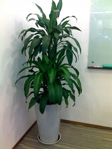  Cây thiết mộc lan. Lá cây thiết mộc lan luôn xanh bóng thể hiện sức sống mãnh liệt, sự phát tài phát lộc. 