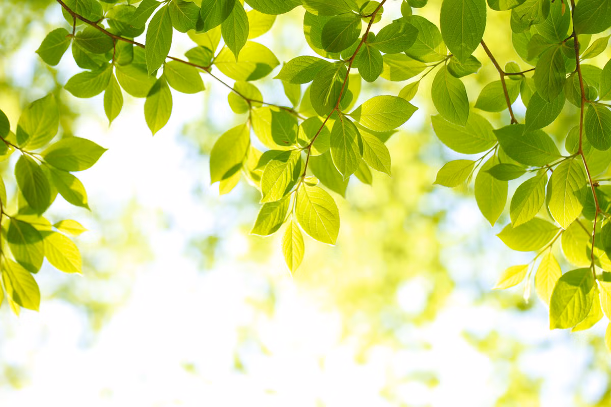 Những đứa trẻ sinh vào hai ngày Âm lịch này rất vượng vận quý nhân, thường được quý nhân phù trợ, được cao nhân chỉ bảo trong sự nghiệp sau này. Nhờ đó, những đứa trẻ sinh vào 2 ngày Âm lịch này khi trưởng thành sẽ như cá gặp nước, cả đời sung túc, viên mãn!