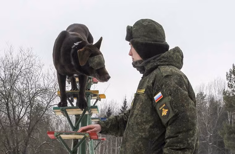 Cảnh khuyển Quân đội Nga được bịt mắt thực hiện các hoạt động huấn luyện.