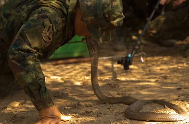 Bức ảnh quân sự rùng rợn nhất tuần qua – lính Thái Lan hôn đầu rắn hổ mang cực độc trong khuôn khổ khóa học kỹ năng sống sót trong rừng, một trong các khoa mục tập trận Hổ mang Vàng 2015.