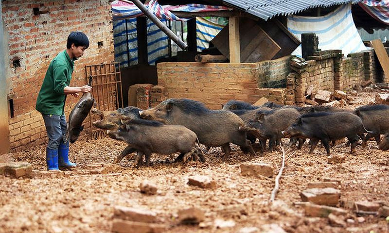 Anh Nguyễn Văn Tùng (SN 1995, ngụ thôn Đồng Rằng, xã Đông Xuân, huyện Quốc Oai, TP Hà Nội) được nhiều bà con trong xã, huyện và khắp cả nước biết đến khi dám từ bỏ đại học về nhà nuôi lợn rừng. Ảnh: Pháp Luật Việt Nam.
