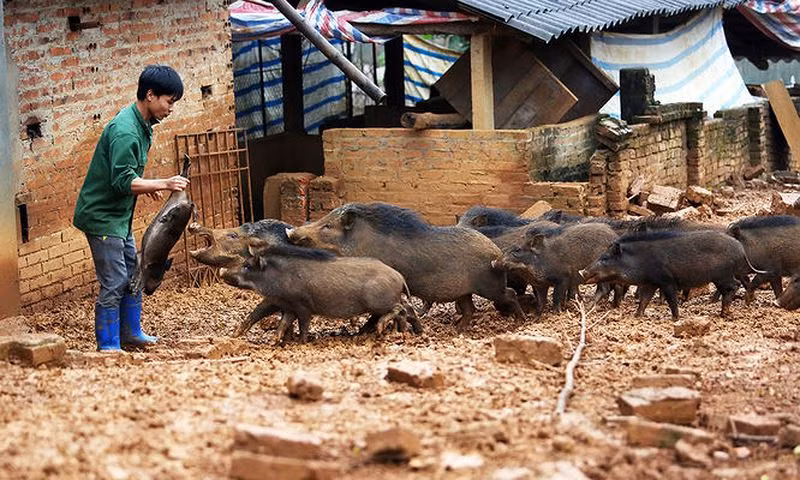 Anh Nguyễn Văn Tùng (SN 1995, ngụ thôn Đồng Rằng, xã Đông Xuân, huyện Quốc Oai, TP Hà Nội) được nhiều bà con trong xã, huyện và khắp cả nước biết đến khi dám từ bỏ đại học về nhà nuôi lợn rừng. Ảnh: Pháp Luật Việt Nam.