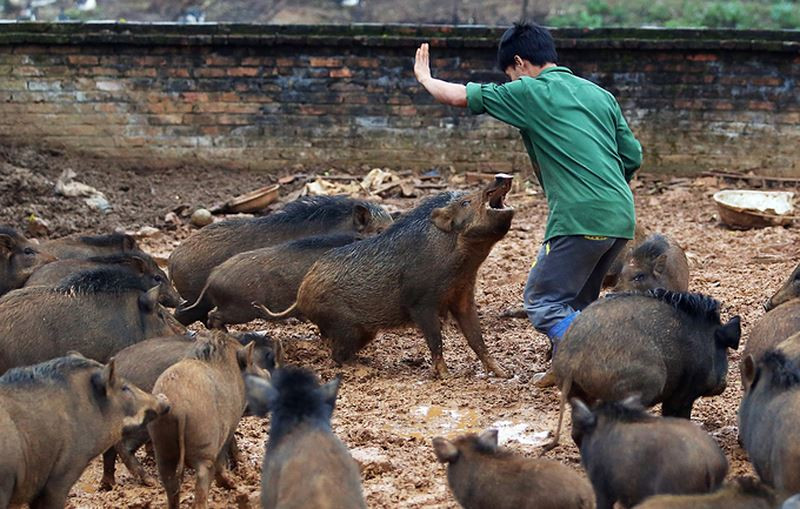Hàng ngày, mỗi khi cho lợn ăn Tùng thường bóp còi xe máy là những chú lợn rừng liền chạy đến chờ ăn. Ảnh: Pháp Luật Việt Nam.