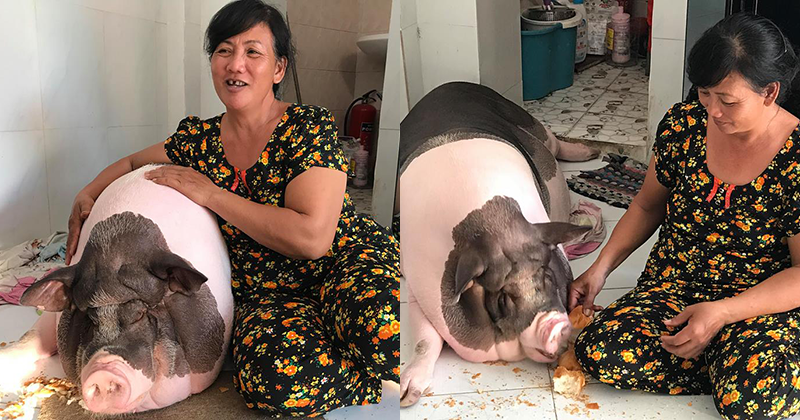 Hàng ngày, bà Nga cho “Ụt Ụt” ăn bánh mỳ, cơm thừa của gia đình. Nếu hàng xóm không cho "Ụt Ụt" bánh mỳ thì hàng ngày bà Nga tốn 30 nghìn đồng đến 40 nghìn đồng mua bánh.