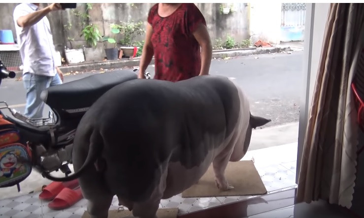 Đi được một đoạn, không cầm lòng được, bà quay lại hỏi mua, chọn con heo nhỏ nhất với giá 200 ngàn đồng, đem về nuôi và đặt tên là “Ụt Ụt”. Bà Nga nói, trước đó chưa từng có ý định mua heo về nuôi làm kiểng nên coi như đây cũng là một cái duyên.