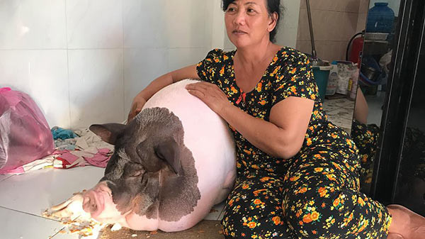Bà Nguyễn Thị Nga (ở phường Bình Thọ, quận Thủ Đức, TP HCM) "bỗng dưng nổi tiếng" khi bỏ công chăm bẵm một chú lợn nái nặng hơn 100kg.