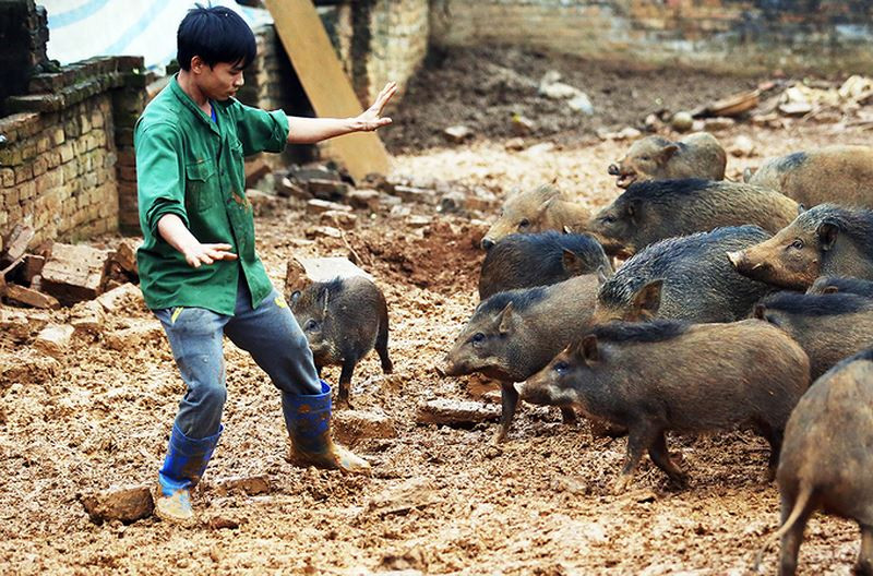 Ban đầu gia đình Tùng được một người quen tặng 3 con lợn rừng bắt từ trên Lạng Sơn về, sau đó gây giống, cho giao phối một số cá thể lợn rừng thuần chủng khác. Đến nay, trang trại lợn rừng của gia đình anh Tùng có tổng diện tích gần 2.000m2, với gần 100 con (2 loại lợn rừng chủ yếu đó là: lợn rừng Thái Lan và lợn rừng của Việt Nam). Ảnh: Pháp Luật Việt Nam.