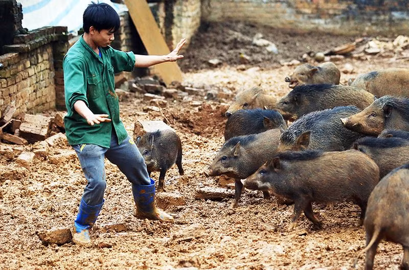 Ban đầu gia đình Tùng được một người quen tặng 3 con lợn rừng bắt từ trên Lạng Sơn về, sau đó gây giống, cho giao phối một số cá thể lợn rừng thuần chủng khác. Đến nay, trang trại lợn rừng của gia đình anh Tùng có tổng diện tích gần 2.000m2, với gần 100 con (2 loại lợn rừng chủ yếu đó là: lợn rừng Thái Lan và lợn rừng của Việt Nam). Ảnh: Pháp Luật Việt Nam.
