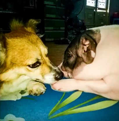 Theo lời bà Nga, trong một lần đi chợ đầu mối, bà chạy xe ngang qua một chiếc xe chở theo một chiếc lồng ở yên sau, bên trong là 5-6 heo con đang nằm ngủ, trông rất đáng yêu.