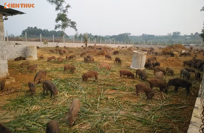 Mô hình nuôi lợn rừng online được Nguyễn Xuân Bản khởi động và triển khai hơn 2 năm và gây được tiếng vang trong cộng đồng "startup".