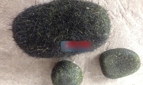 Đem rửa sạch, để khô vật thể to nhất hình bầu dục có trọng lượng 0,5kg, 2 vật thể còn lại mỗi cái nặng 0,1kg. Cả 3 vật thể này đều tỏa mùi phảng phất mùi thơm như thuốc bắc.