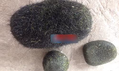 Đem rửa sạch, để khô vật thể to nhất hình bầu dục có trọng lượng 0,5kg, 2 vật thể còn lại mỗi cái nặng 0,1kg. Cả 3 vật thể này đều tỏa mùi phảng phất mùi thơm như thuốc bắc.