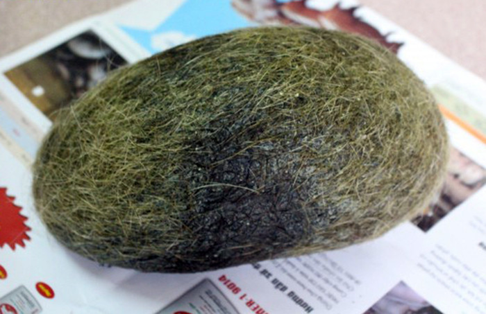 Ngày 5/5/2016, gia đình anh Phùng Văn Tiến (SN 1979) và chị Dư Thị Viên (SN 1983, ở Hòa Xá, huyện Ứng Hòa, Hà Nội) khi mổ con lợn nuôi gần 15 năm, nặng khoảng 300kg do lợn có biểu hiện chán ăn, mệt mỏi, cũng không sinh sản đều đằn… đã phát hiện vật nghi “cát lợn” nặng 2.8 kg. Thời điểm đó có người trả giá 100 triệu đồng để sở hữu nhưng gia đình chưa đồng ý bán.