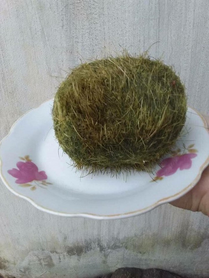 Chiều ngày 7/12/2017, gia đình ông Phan Văn Cảnh (SN 1969, thôn Kim Cương 1, xã Sơn Kim 1, huyện Hương Sơn, tỉnh Hà Tĩnh) khi mổ con lợn nái nuôi 5 năm, nặng hơn 140 kg cũng may mắn phát hiện 1 "bảo vật" nặng 0,7 kg bọc trong lớp mỡ vàng. Gia đình đã đem cất "bảo vật" trong tủ đá cẩn thận, thu hút rất nhiều người đến xem.