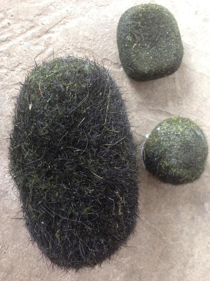 Gần đây nhất, chiều 28/1/2018, gia đình anh Dương Thế Sơn (trú tại xã Kỳ Sơn, huyện Kỳ Anh, Hà Tĩnh) khi mổ con lợn nái nhiều năm nuôi phát hiện 3 vật thể lạ nghi “cát lợn” rất cứng, màu xanh đậm lẫn sợi vàng kết thành một khối nằm trong dạ dày con lợn.