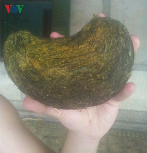 Gần cuối tháng 5/2017, gia đình bà Quang Thanh H. (ở huyện Châu Thành, tỉnh Tiền Giang), sau khi mổ thịt 1 con lợn để chuẩn bị cho đám giỗ vào hôm sau thì phát hiện dạ dày của lợn có 1 vật lạ, đem cân nặng 0,7kg, được bọc trong lớp mỡ màu vàng. Ảnh VOV.