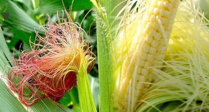 Thứ ba là râu ngô. Râu ngô thường được bỏ đi khi mọi người ăn ngô. Làm thế nào râu ngô lại có thể giúp ích cho tuyến tiền liệt?