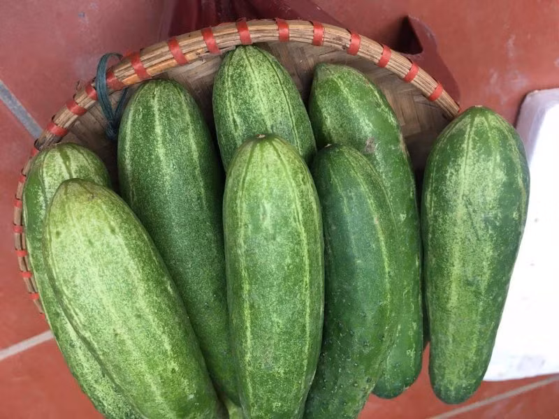 Đối với người ăn kiêng, không dùng dưa chuột thay thế bữa ăn chính mà cần phải kết hợp với các thực phẩm giàu protein như ức gà, thịt bò, trứng, cá,… để cung cấp đầy đủ dưỡng chất cho cơ thể.