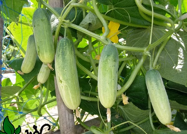 Mùa hè nóng nực sắp đến, đa số mọi người đều chán ăn, đặc biệt là các bạn nữ đang giảm cân thì sẽ thường bỏ bữa. Hoặc nghĩ đến việc giảm cân, đa số chọn ăn cà chua, dưa chuột, hoa quả. (Ảnh minh họa)