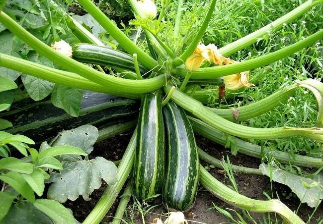 Nếu thường xuyên ăn thì phải cực kỳ chú ý, nếu không sẽ rước hoạ vào thân, hại bản thân, hại cả gia đình.