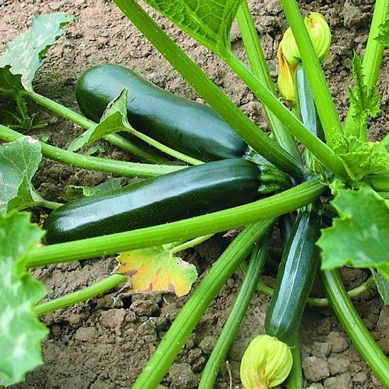 Bản thân bí ngòi xanh, bí xanh không có chất gây ung thư, nhưng sau một thời gian dài chế biến ở nhiệt độ cao sẽ tiết ra chất acrylamide gây ung thư.