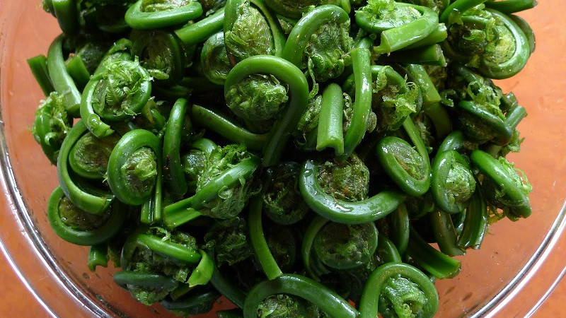 Cơ quan này đã phân loại ptaquilosid có trong dương xỉ diều hâu là chất gây ung thư nhóm 2B - nhóm này bao gồm những chất (hoặc hỗn hợp) có thể gây ung thư cho người.