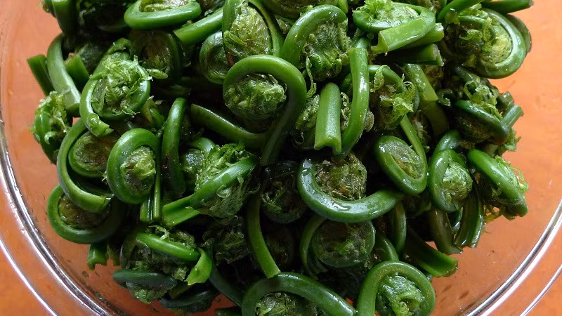 Cơ quan này đã phân loại ptaquilosid có trong dương xỉ diều hâu là chất gây ung thư nhóm 2B - nhóm này bao gồm những chất (hoặc hỗn hợp) có thể gây ung thư cho người.