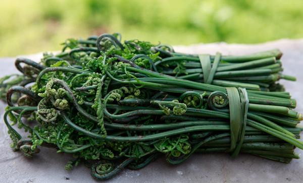 Cụ thể, loại rau này có thể gây ung thư dạ dày, vòm họng, đường tiết niệu cho cả người và động vật ăn cỏ.