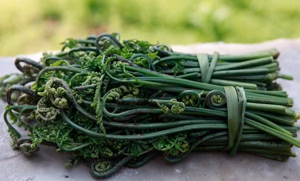 Cụ thể, loại rau này có thể gây ung thư dạ dày, vòm họng, đường tiết niệu cho cả người và động vật ăn cỏ.