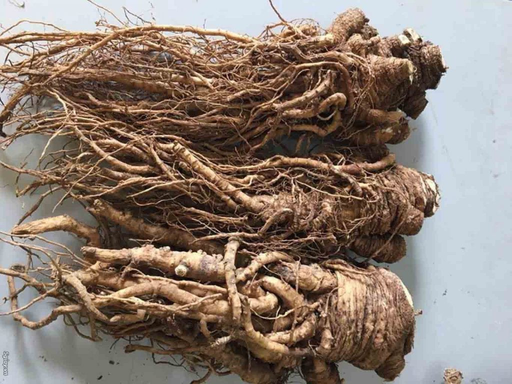 Theo ghi chép, đương quy được gọi là sâm tố nữ bởi vì tác dụng của nó đối với các triệu chứng của hội chứng tiền kinh nguyệt và mãn kinh.