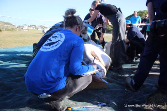 Hai hung ca voi sat thu “moi gan ca map trang“-Hinh-2