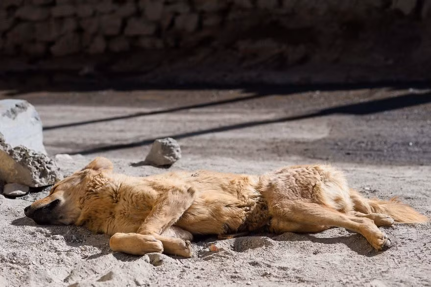Một con chó già nằm phơi nắng, tranh thủ ngủ khi ánh nắng ấm áp đang bao phủ thị trấn. (Nguồn Bored Panda)