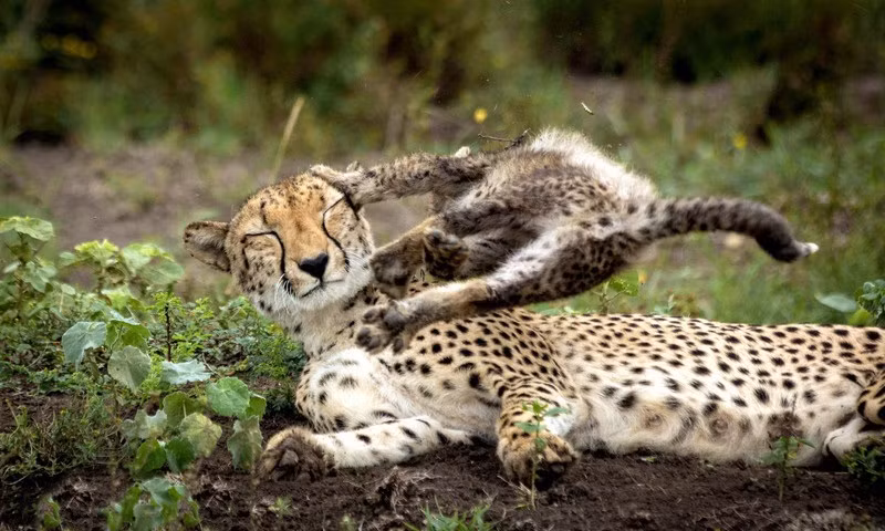 Báo đốm con khiến mẹ méo mặt vì quá nghịch ngợm Bao dom con khien me meo mat vi qua nghich ngom